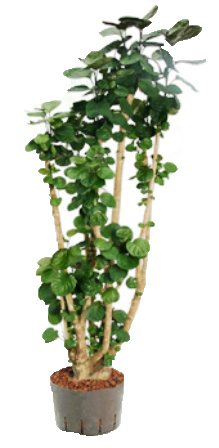 پولیشیاس فابیان